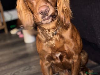 Cocker Spaniel dogs Juke cocker spaniel - Advert 17