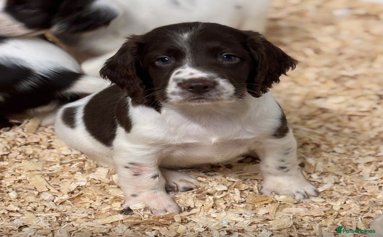 English Springer Spaniel dogs - Advert 1