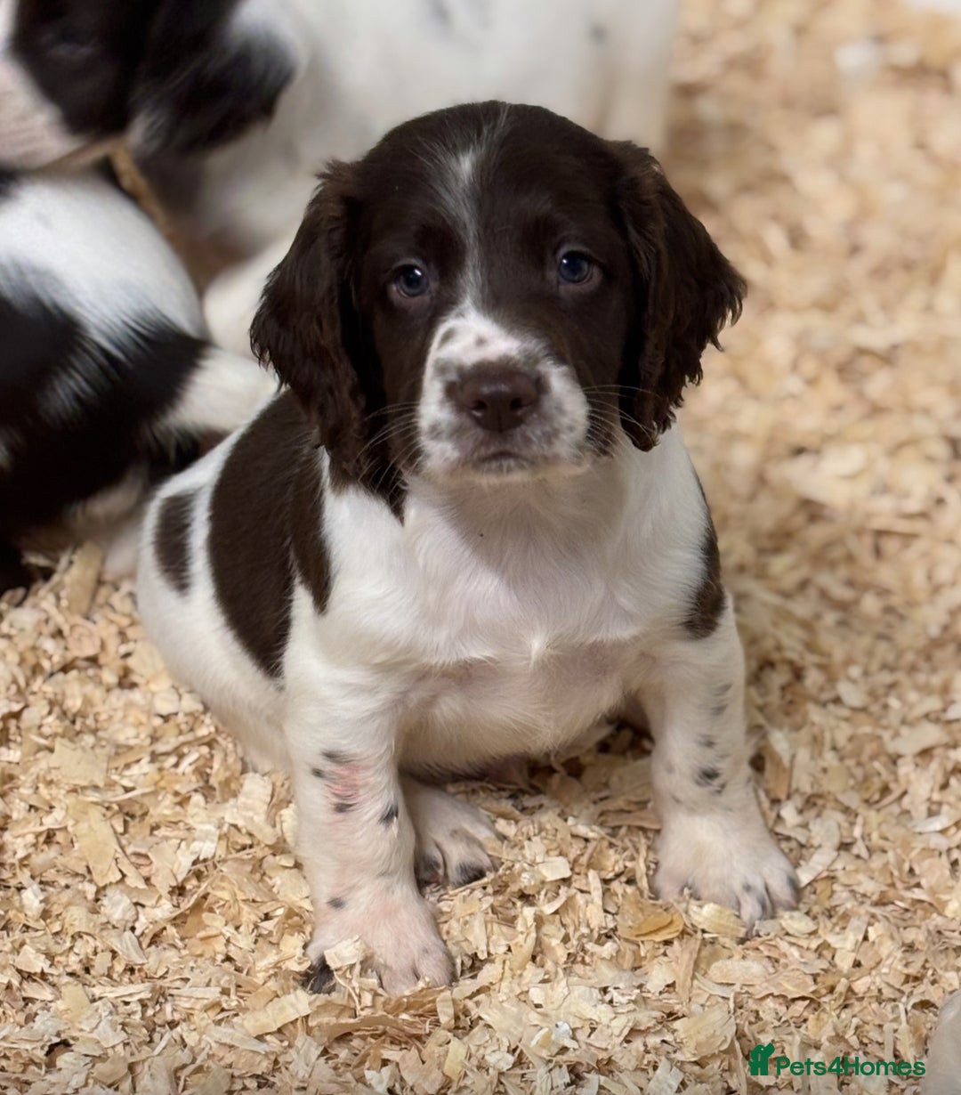 English Springer Spaniel dogs for sale: HEALTH TESTED liver & white springer spaniels  - Image 1
