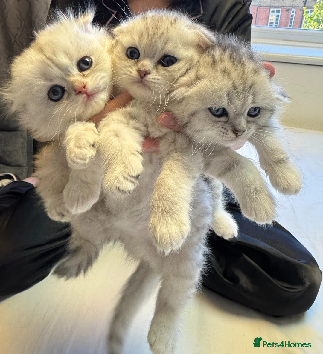 Scottish Fold cats for sale: CHINCHILLA SCOTTISH FOLD KITTEN ELEGANT & PLAYFUL  - Advert 1
