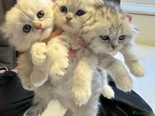 Scottish Fold cats for sale: CHINCHILLA SCOTTISH FOLD KITTEN ELEGANT & PLAYFUL - Advert 1