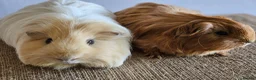 Guinea Pig rodents for sale: Various bonded pairs of boy guinea pigs in Faringdon - Advert 4