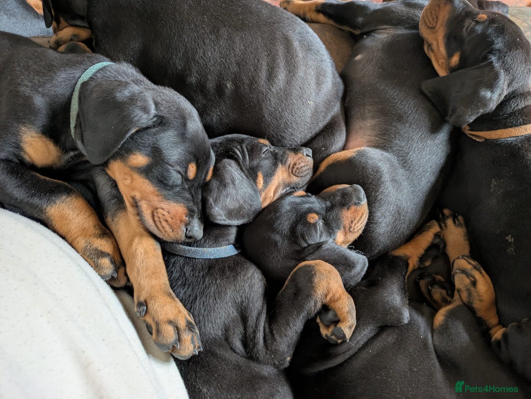 Dobermann dogs for sale: Beautiful doberman puppies ready for foreve homes  - Image 6