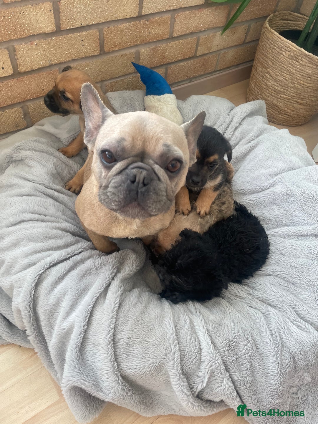 Mixed Breed dogs for sale: Adorable Frenchie-Poodle  **  Pups for Sale! - Advert 9