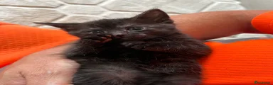 Domestic Shorthair Kitten 5