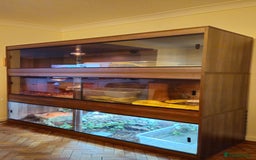 Snake reptiles for sale: Reptile rehoming - Image 1