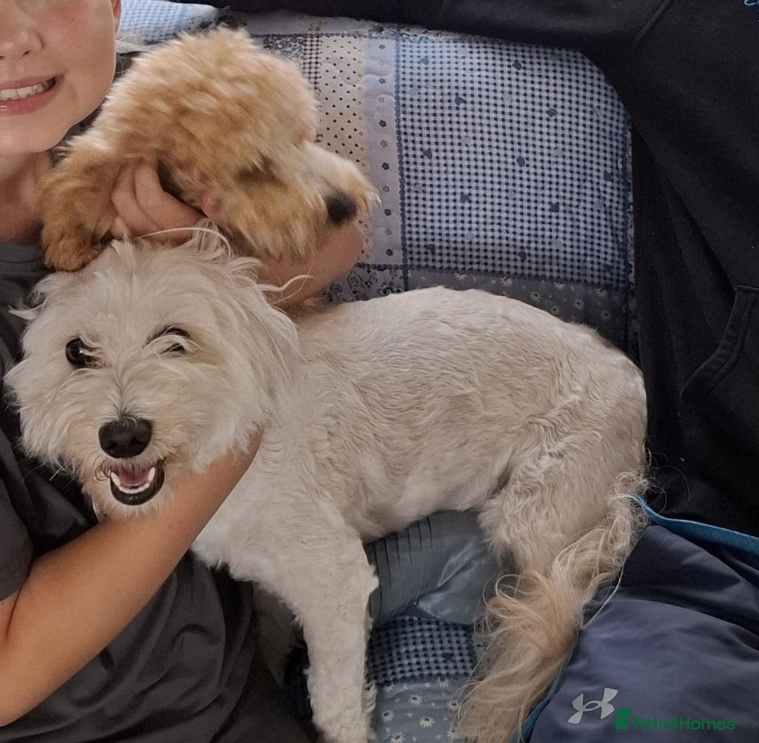 Poochon dogs for sale: Female poochon forsale - Advert 5