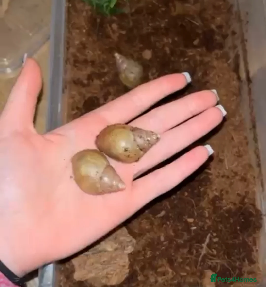 Mixed Breed invertebrates for sale: Mixed bugs for sale - Advert 5