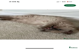 Ragdoll cats for sale: Mink European Ragdolls  - Image 2