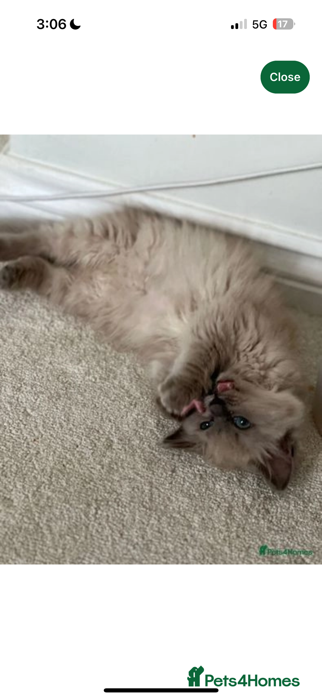 Ragdoll cats for sale: Mink European Ragdolls  - Image 2