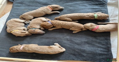 Labradoodle dogs - Advert 12