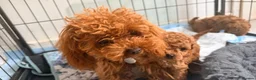 Toy Poodle dogs for sale: Asian Toy Poodle  - Advert 2