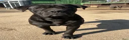 Cane Corso dogs for stud: For stud  - Advert 2