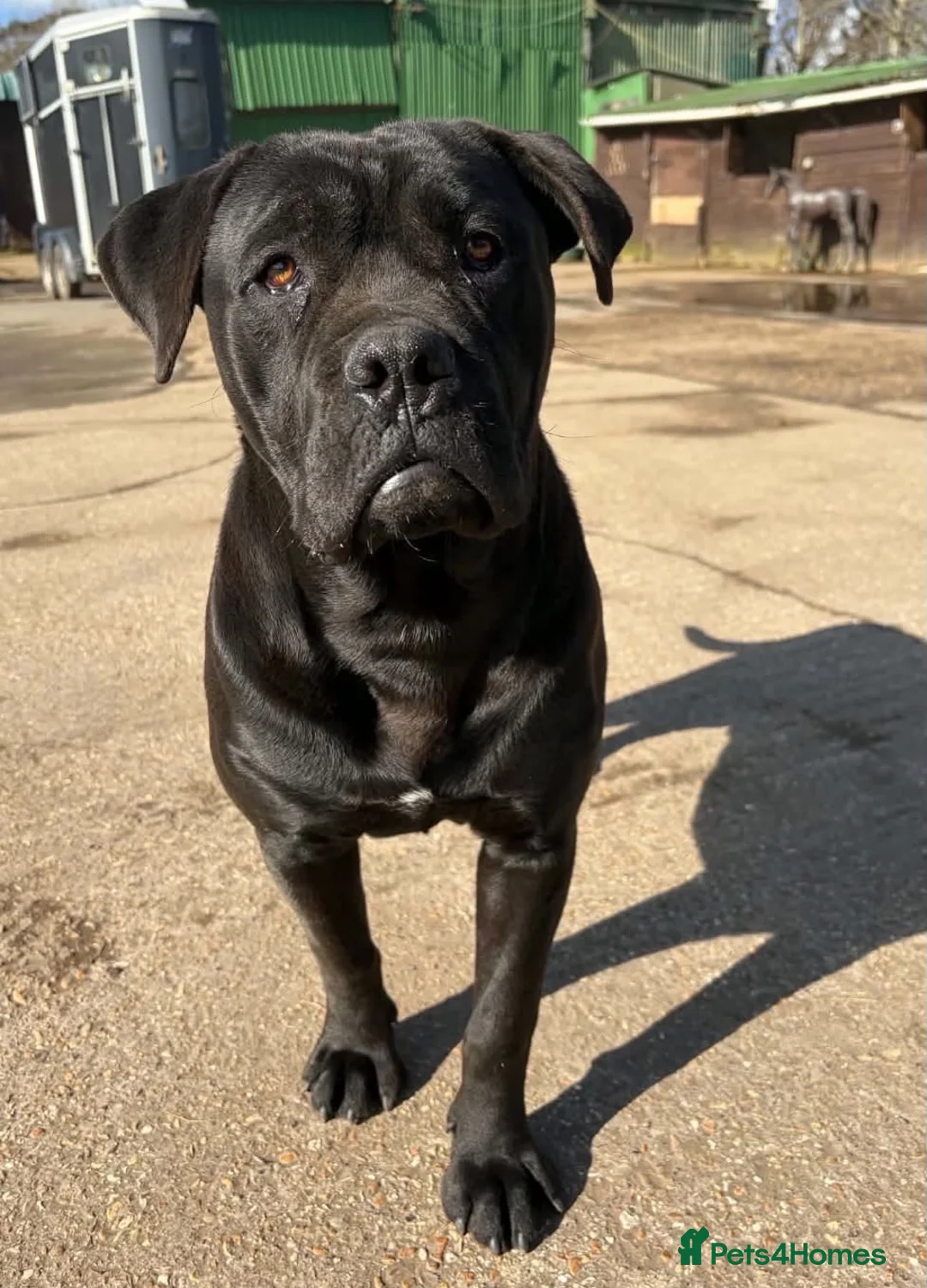 Cane Corso dogs for stud: For stud  - Advert 2