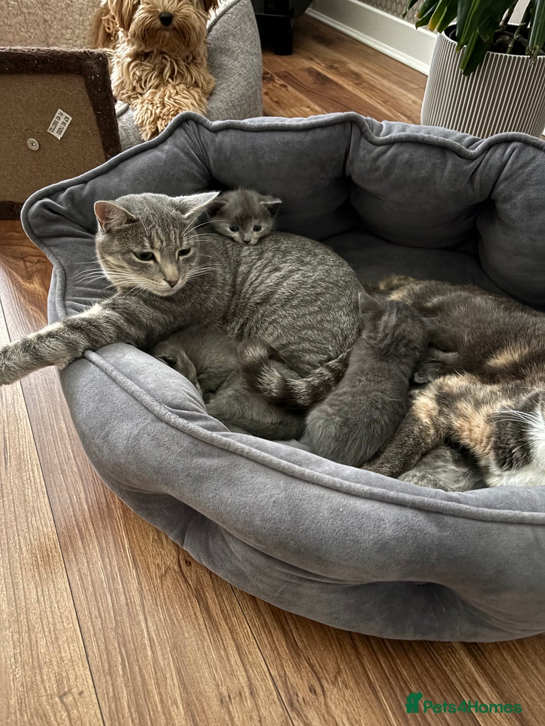 Domestic Shorthair cats for sale: Beautiful girl kittens available - Image 8