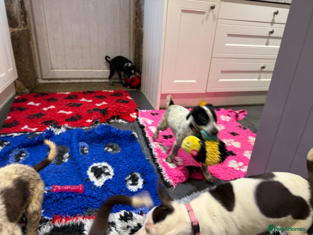 Mixed Breed dogs for sale: Collie x Dalmatian Puppies - Advert 9