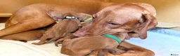 Hungarian Vizsla dogs for sale: HUNGARIAN VIZSLA PEDIGREE PUPS • ALFORD SCOTLAND - Advert 5