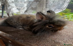 Lionhead rabbits for sale: Netherland dwarf X Lionhead  - Image 2