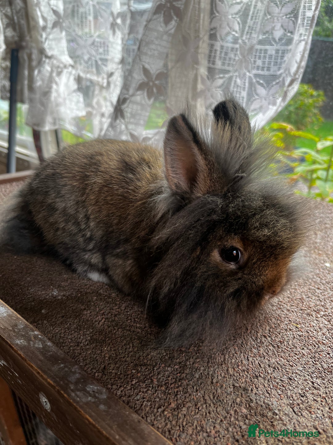 Lionhead rabbits for sale: Netherland dwarf X Lionhead  - Image 2
