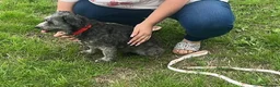 Mixed Breed dogs for sale: Two girls needs a new home  in Telford - Advert 8