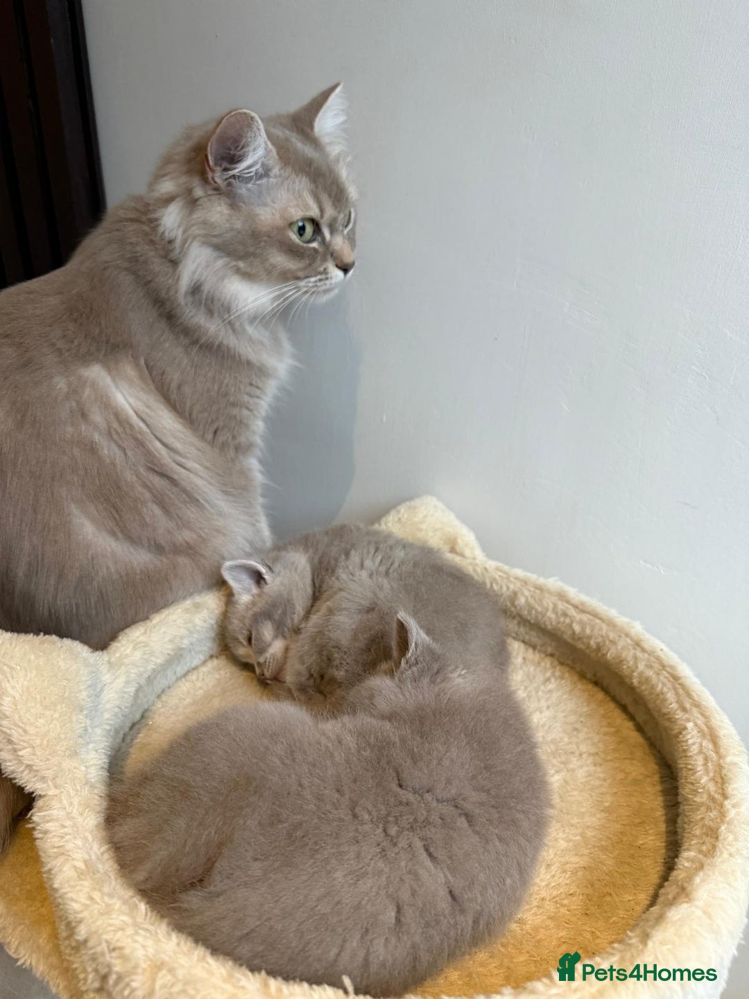 British Shorthair cats for sale: Beautiful British Shorthair kittens 3 Boys 2 Girls - Advert 15