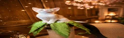 Abyssinian cats for sale: ❤️🏆 Outstanding Abyssinian Kittens Available 🏆❤️ - Advert 28
