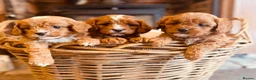 Cavapoo dogs for sale: Exceptional F1 Cavapoo Pups  - Advert 1