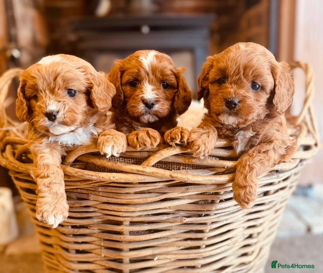 Cavapoo dogs for sale: Exceptional F1 Cavapoo Pups  - Advert 1