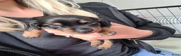 Miniature Dachshund dogs for sale: 3 Stunning Black/Tan Mini Dachshund Girls - Advert 4