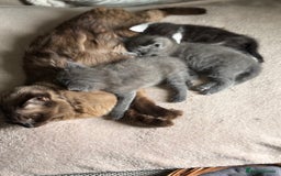 Ragdoll cats for sale: Ready Now Ragdoll x British Shorthair kittens  - Image 6
