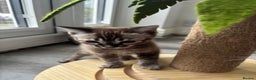 Bengal cats for sale: Pure Bengal kittens ready to go - Advert 20