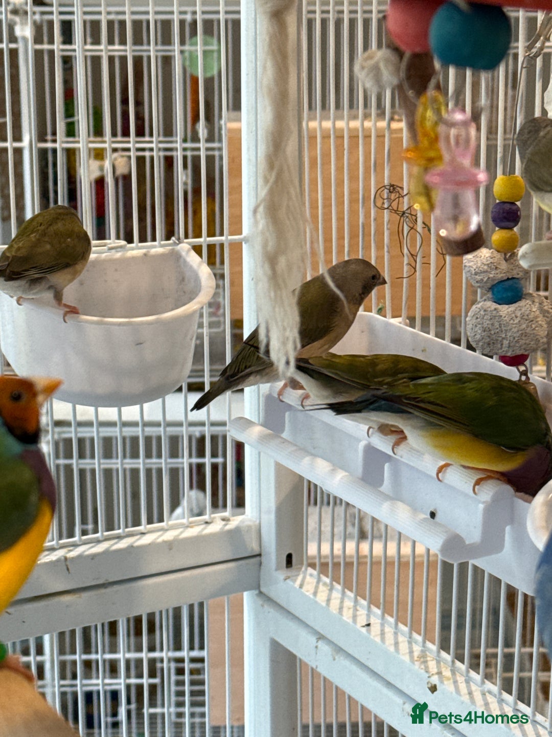 Finches birds for sale: gouildan finches available Runcorn  - Advert 5