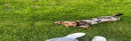 Miniature Dachshund dogs for stud: Mylo  in Westbury - Advert 6