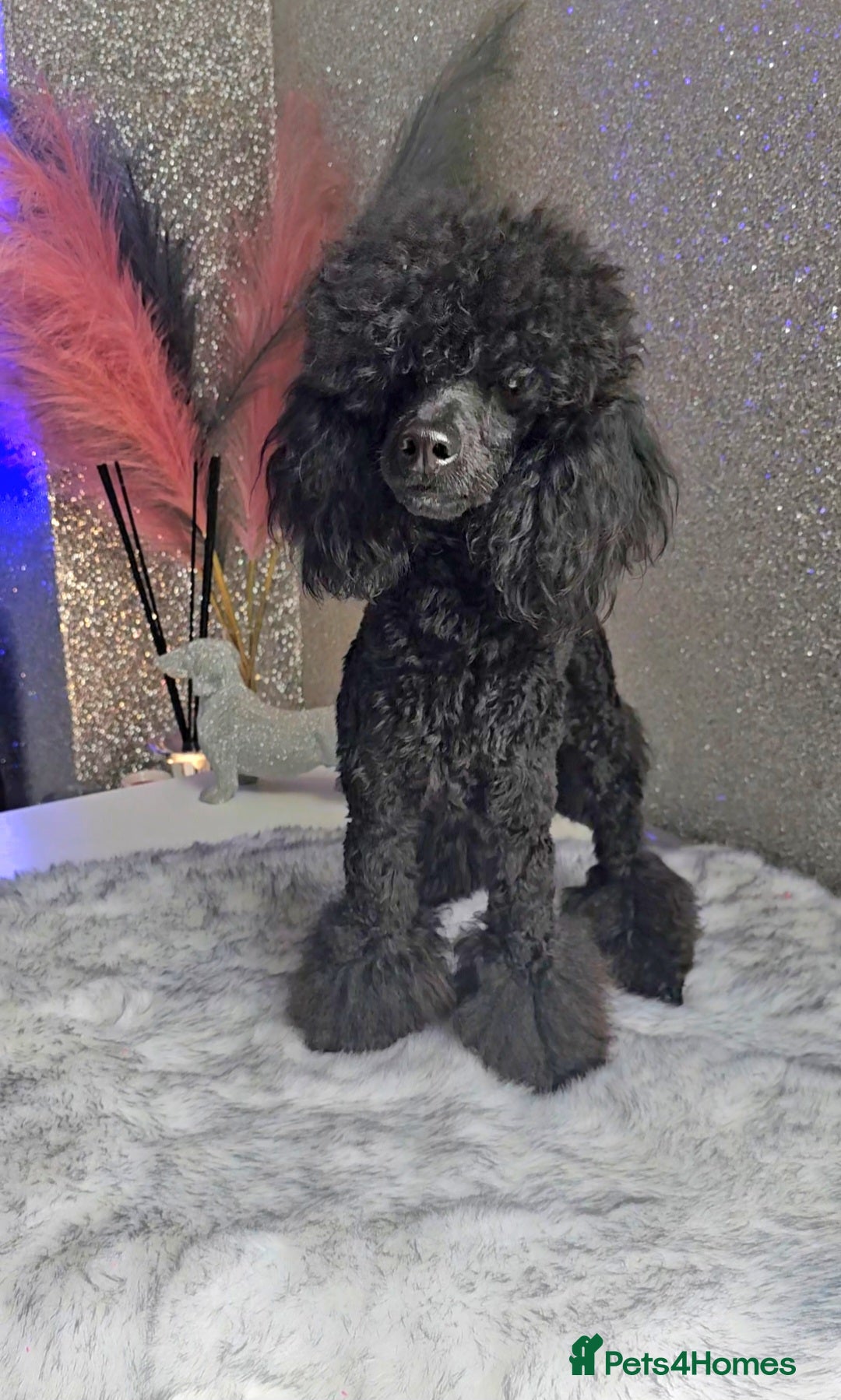 Toy Poodle dogs Toy poodle stud boy  in Blackburn - Advert 12