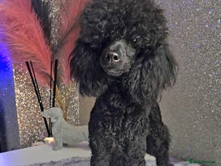 Toy Poodle dogs Toy poodle stud boy in Blackburn - Advert 19