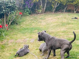 Staffordshire Bull Terrier dogs KC REGISTERED BLUE BOY FOR STUD in Par - Advert 1
