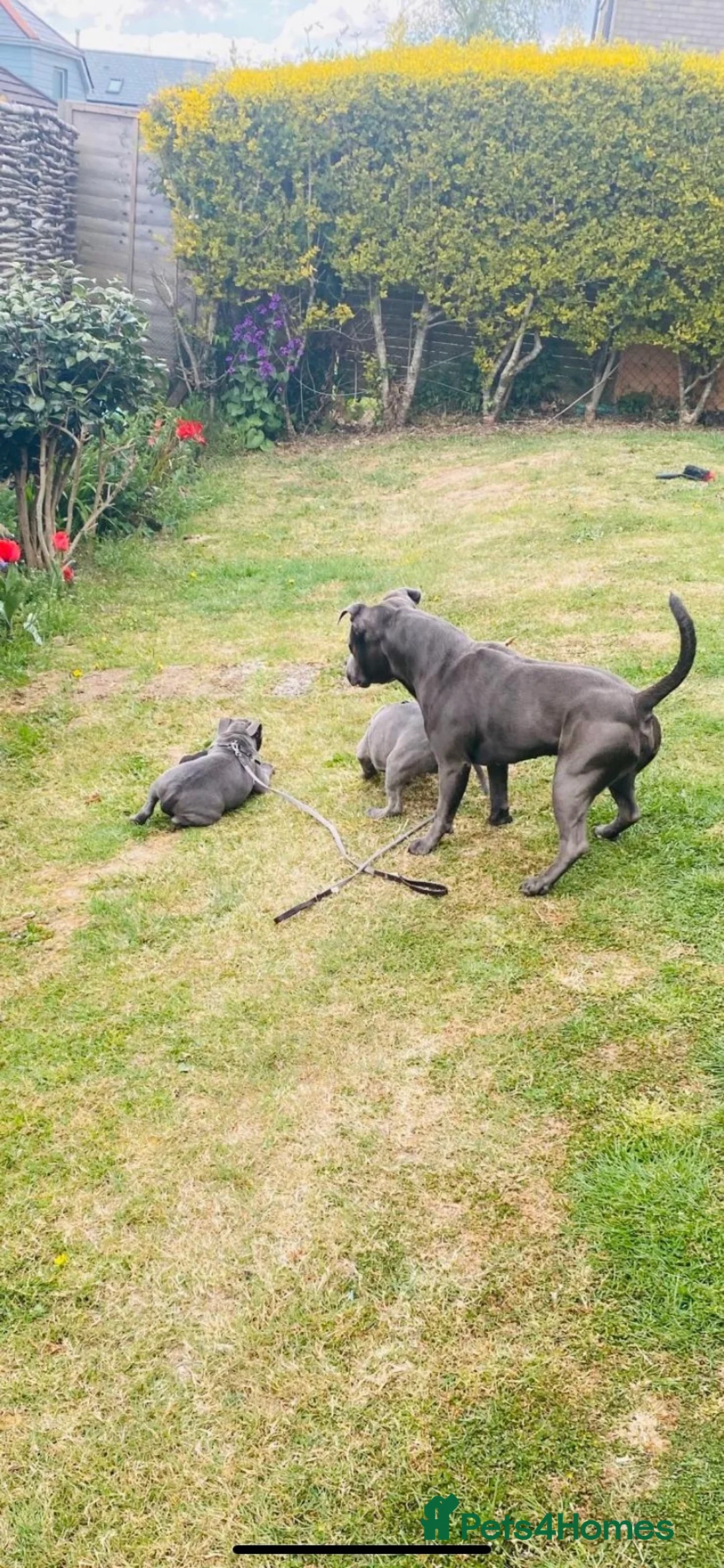Staffordshire Bull Terrier dogs for stud: KC REGISTERED BLUE BOY FOR STUD in Par - Advert 1