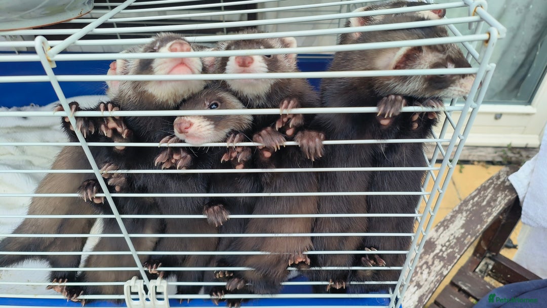 Ferret rodents for sale: Ferret Kits - Ready to Go - Image 2