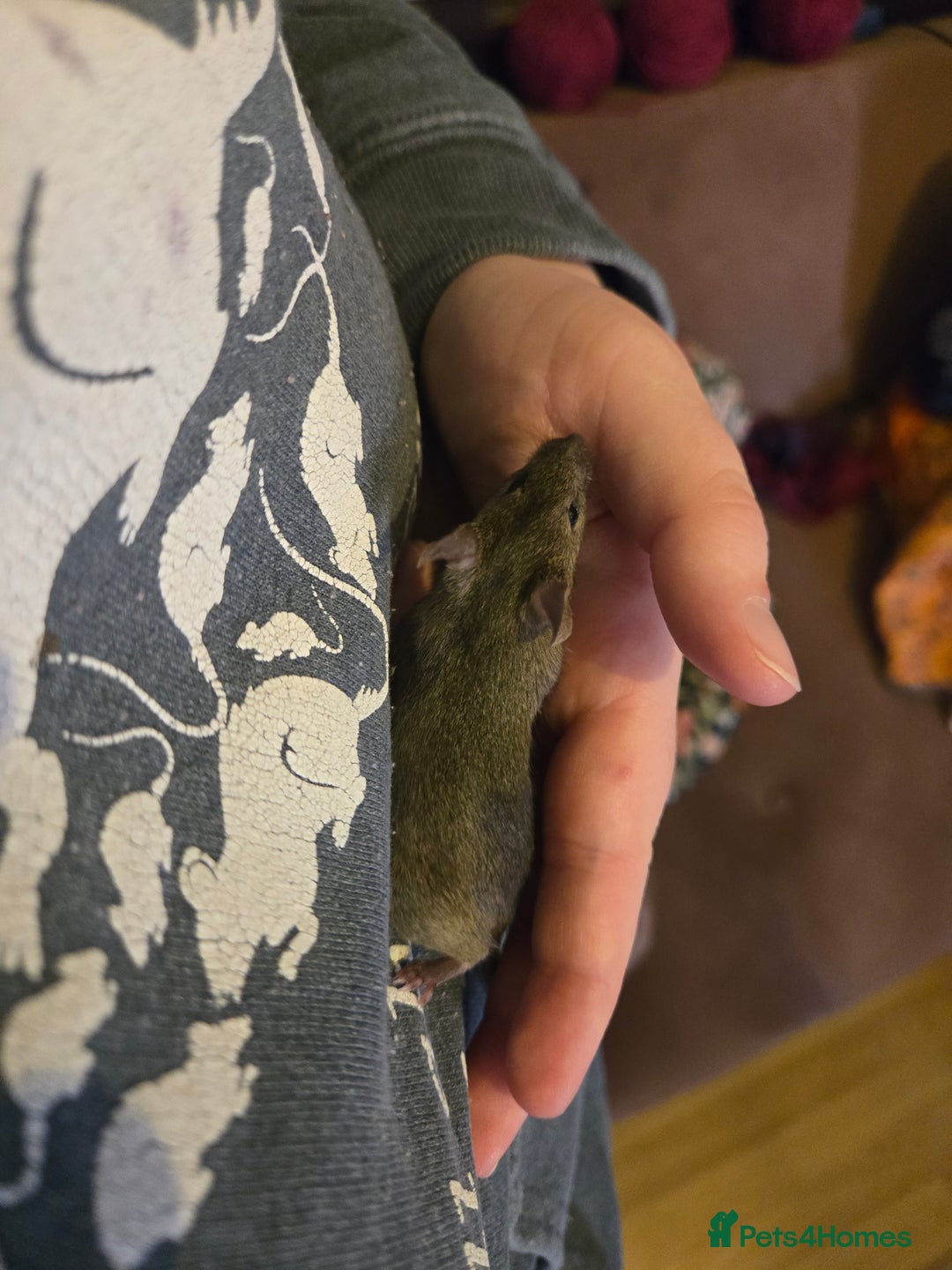 Mouse rodents for sale: Young mice (M/F) for sale - Advert 8