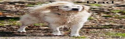 Golden Retriever dogs for sale: KC REGISTER GOLDEN RETRIEVERS PUPPIES - Advert 3