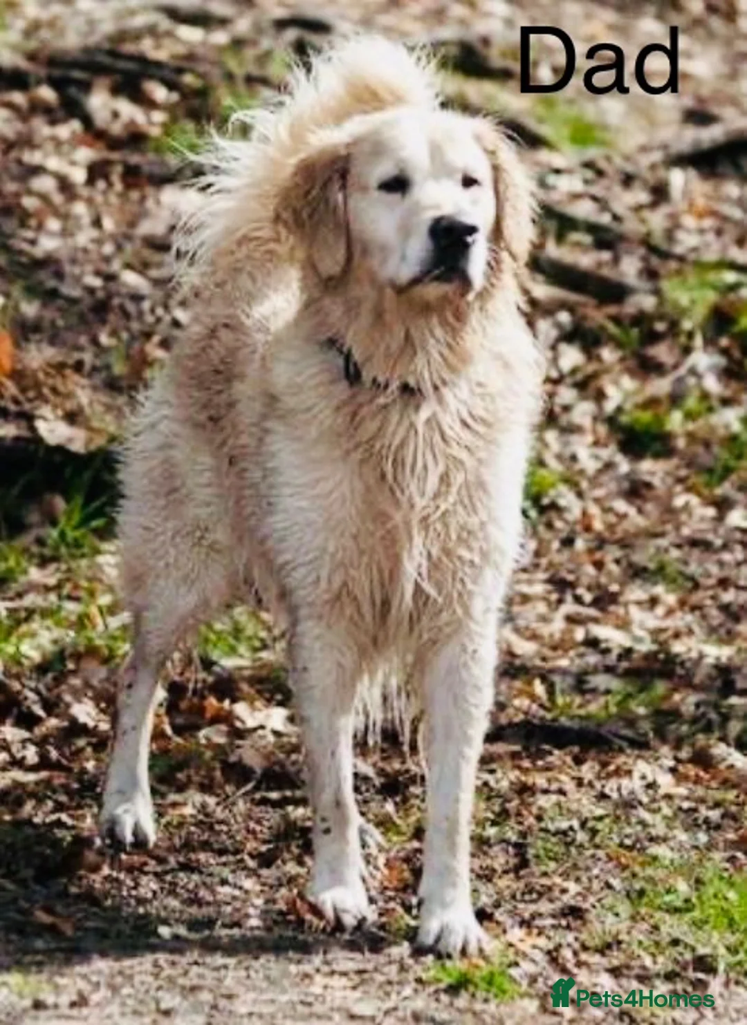 Golden Retriever dogs for sale: KC REGISTER GOLDEN RETRIEVERS PUPPIES - Advert 13