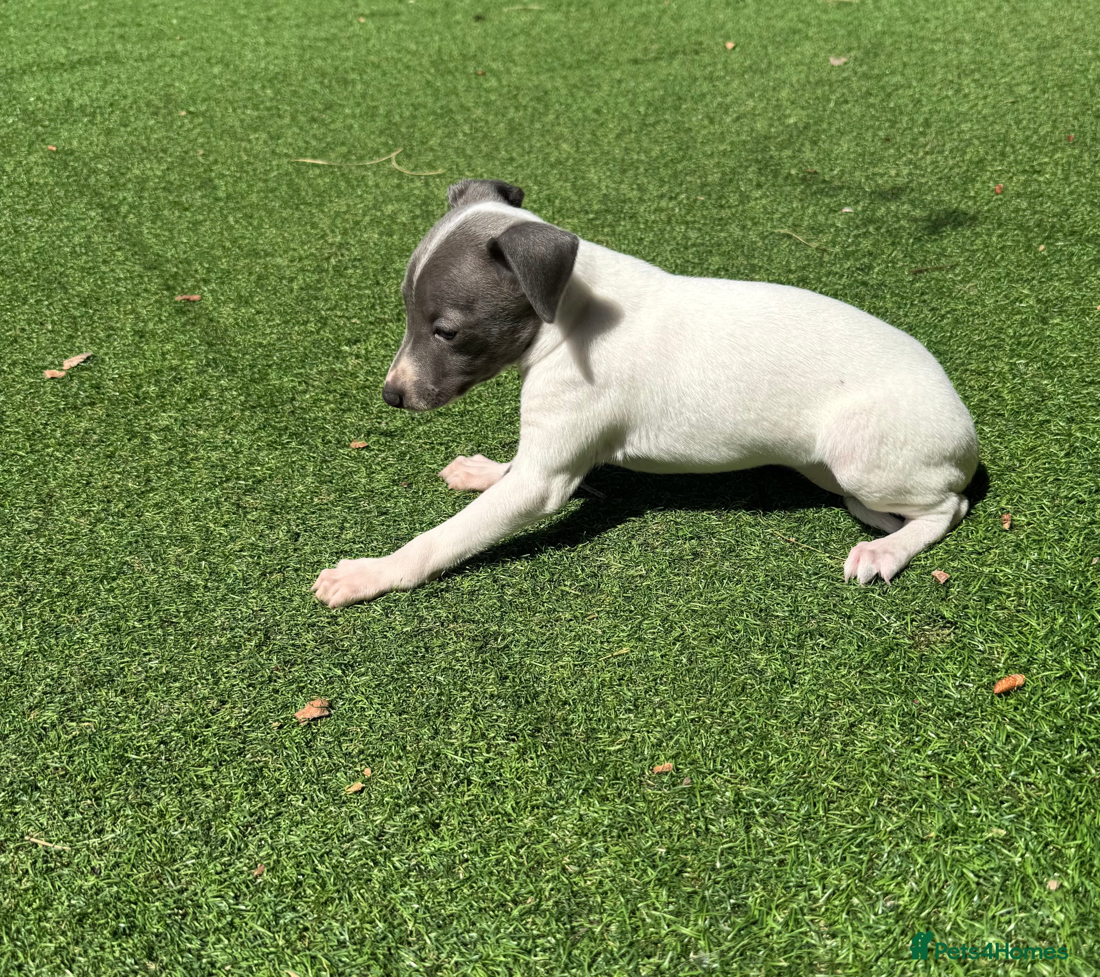 Italian Greyhound dogs Stunning KC Registered Boy ready Now  - Advert 2