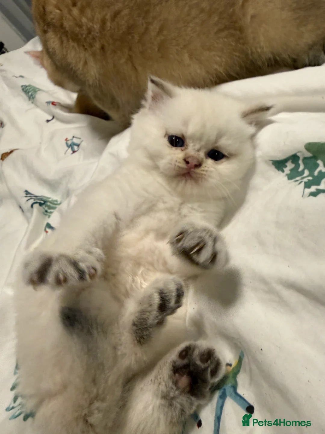 British Shorthair cats for sale: Pure bread British Shorthair  - Advert 8