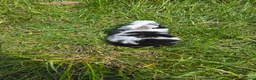 Mini Lop rabbits for sale: 4 Purebred Mini Lop kits for sale - Advert 10