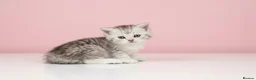 Scottish Fold cats for sale: Scottish fold and straight kittens 🐾🐾 - Advert 12