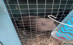 Guinea Pig rodents for sale: 3 female guinea pigs and all equipment with them  - Image 2
