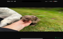 Sprocker dogs for sale: ROAN SPROCKER SPANIEL PUPS - Image 2