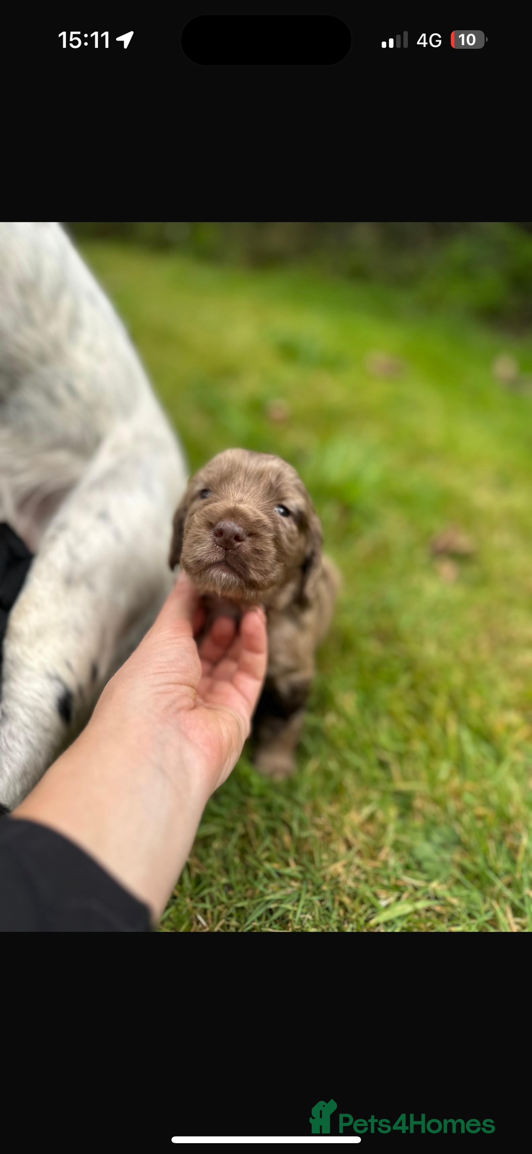 Sprocker dogs for sale: ROAN SPROCKER SPANIEL PUPS - Image 2