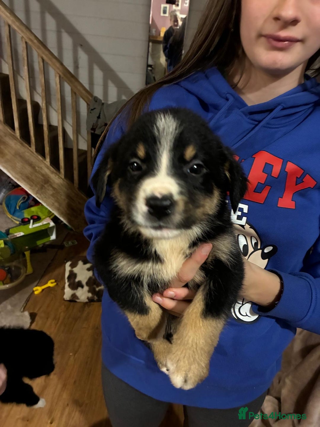Mixed Breed dogs for sale: Bernese x border collie puppies in Rhayader - Advert 7