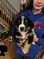 Mixed Breed Puppy 4